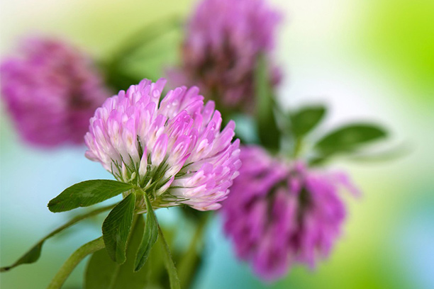 What is Red Clover Extract Good For?